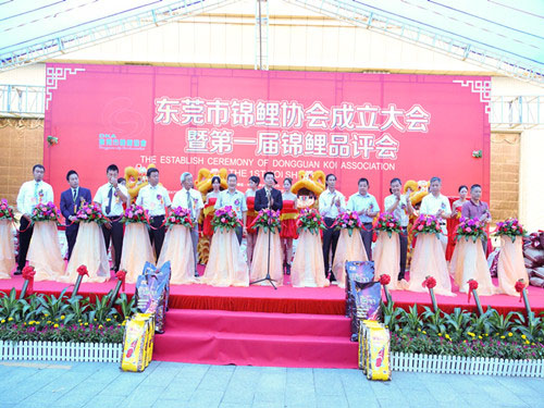 东莞市锦鲤协会成立大...