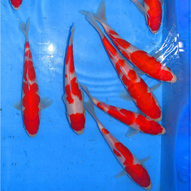 大石精品15-20C...